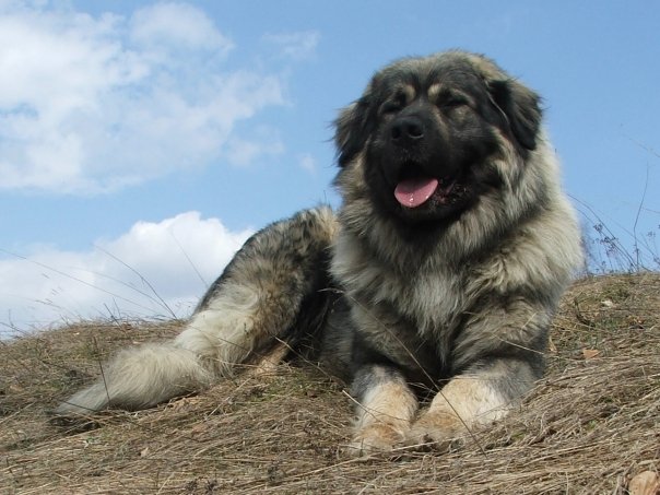 Šar Planinac authotona vrsta psa sa Brezovice